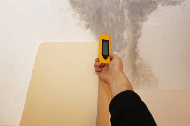 Best Attic Mold Removal  in West Wareham, MA