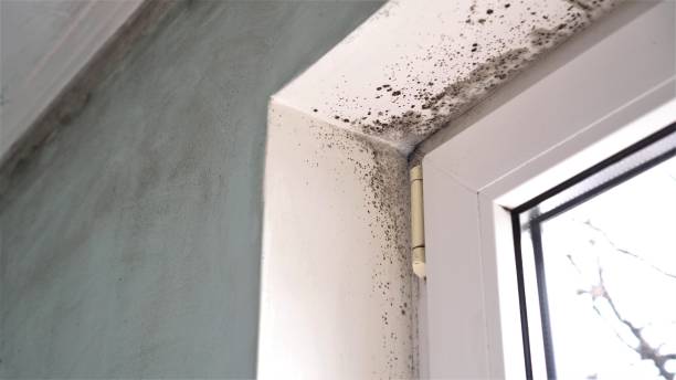 Best Industrial Mold Remediation  in West Wareham, MA