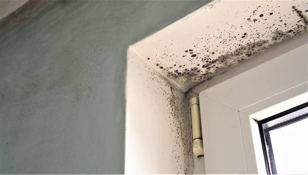 Best Post-Construction Mold Inspection  in West Wareham, MA