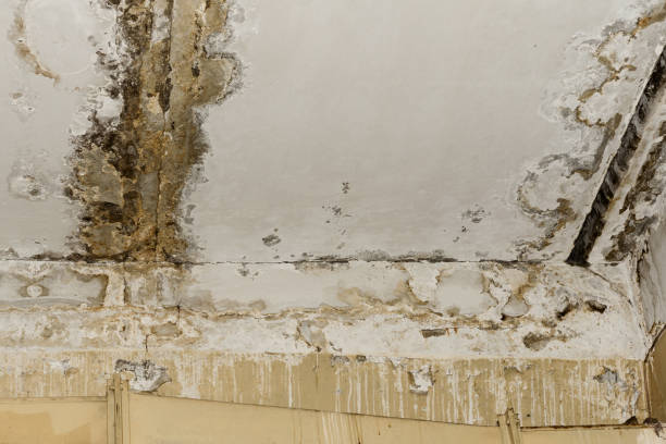 Best Basement Mold Removal  in West Wareham, MA
