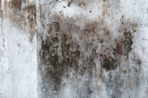 Best Mold Documentation for Insurance Claims  in West Wareham, MA