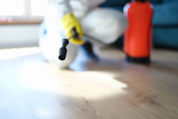 Best Mold Odor Removal Services  in West Wareham, MA
