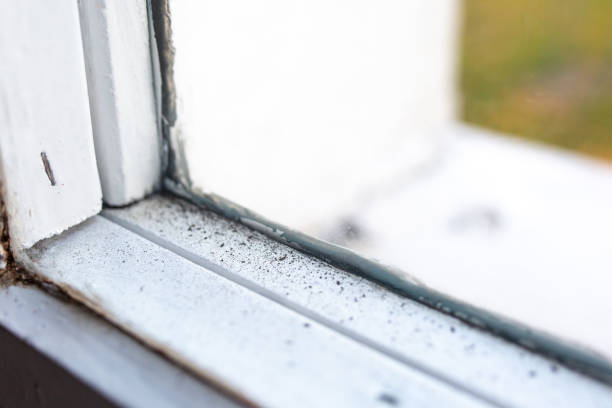 Best Black Mold Removal  in West Wareham, MA