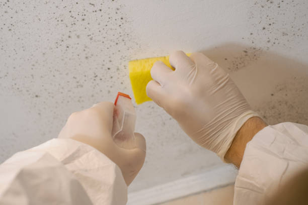 Best Mold Removal for HVAC Installations  in West Wareham, MA