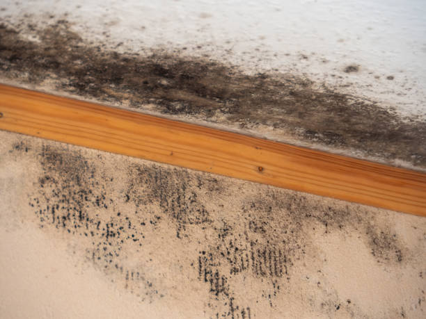 Mold Documentation for Insurance Claims in West Wareham, MA