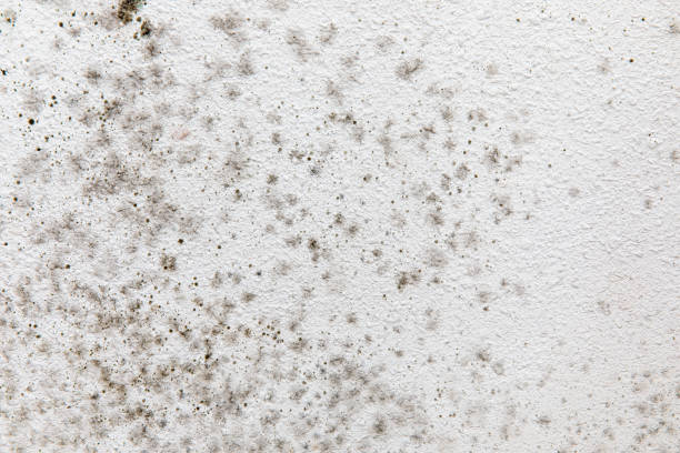 Best Forensic Mold Investigation  in West Wareham, MA