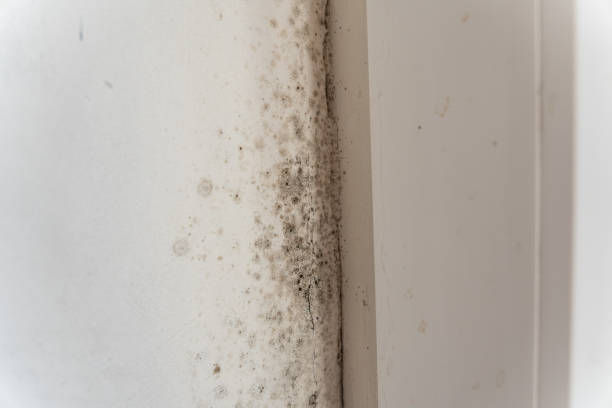 Best Real Estate Mold Inspection  in West Wareham, MA