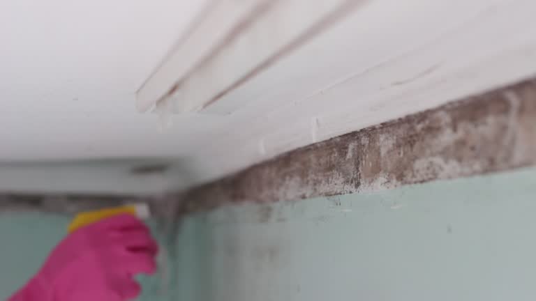 Best Comprehensive Air Testing for Mold Contaminants  in West Wareham, MA